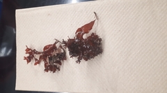 Coccotylus truncatus