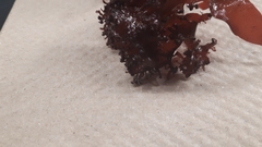 Coccotylus truncatus