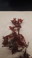 Coccotylus truncatus