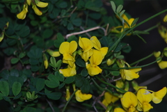 Hippocrepis emerus emeroides