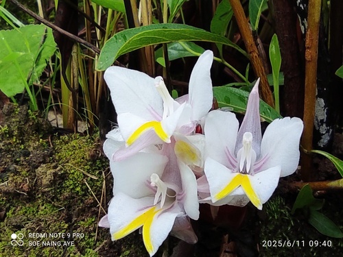 Curcuma tongii