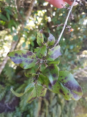 Coprosma tenuifolia