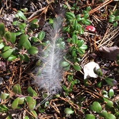 Canachites canadensis