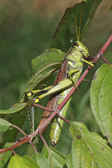 Schistocerca alutacea