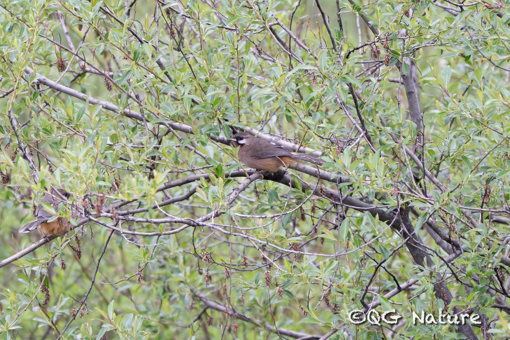 Snowy-cheeked Laughingthrush