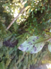 Coprosma tenuifolia