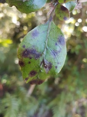 Coprosma tenuifolia