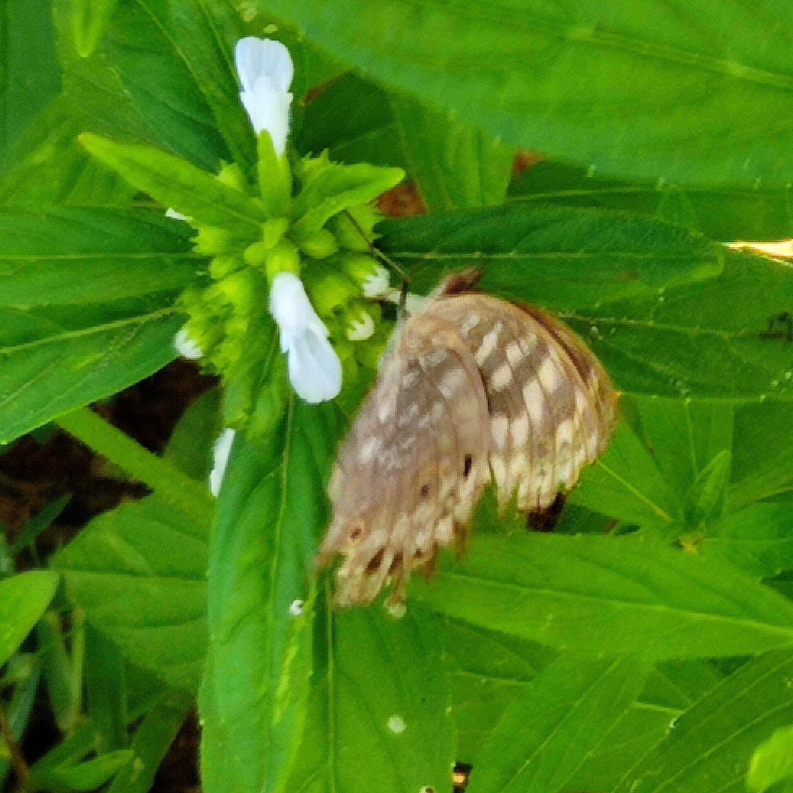 Lemon Pansy
