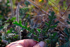 Pelargonium radulifolium
