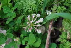 Trifolium clypeatum
