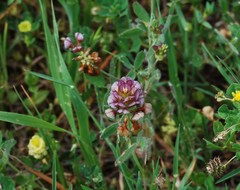 Trifolium grandiflorum