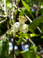 Citrus × latifolia