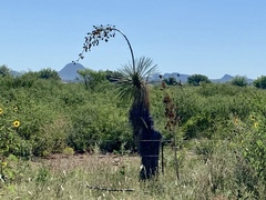 Yucca elata