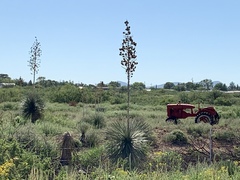Yucca elata