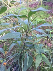 Helianthus tuberosus