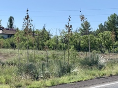 Yucca elata