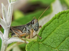 Melanoplini