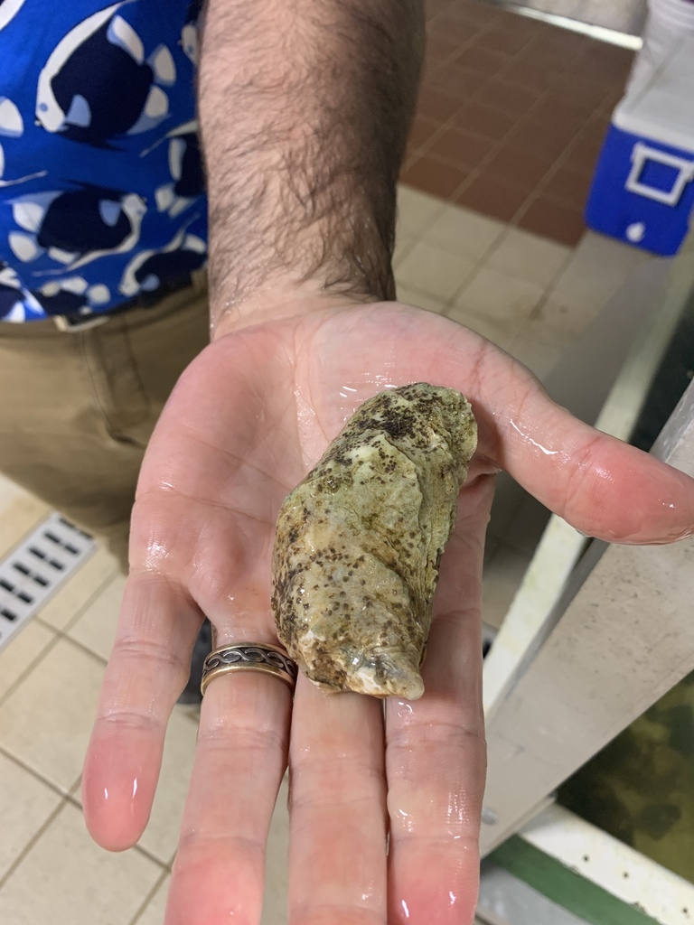 Eastern Oyster from Sheep Hill Lane, NS, CA on September 20, 2019 at 03 ...