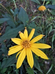 Helianthus tuberosus