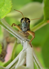 Melanoplini