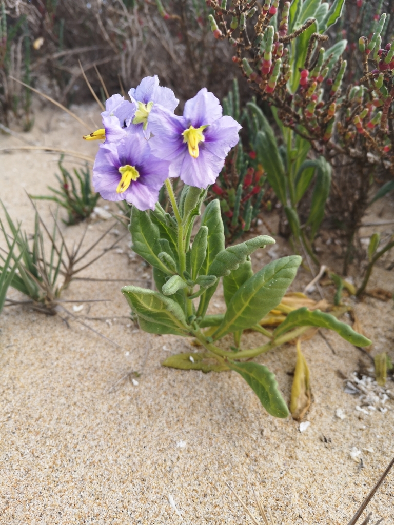 Regmandra