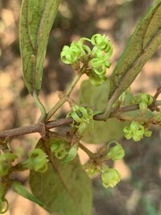 Oncinotis tenuiloba
