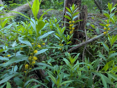 tufted loosestrife (Lysimachia thyrsiflora)