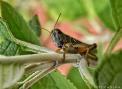 Melanoplini