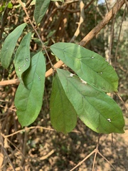 Oncinotis tenuiloba