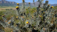 Leucospermum rodolentum