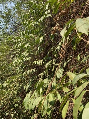 Oncinotis tenuiloba