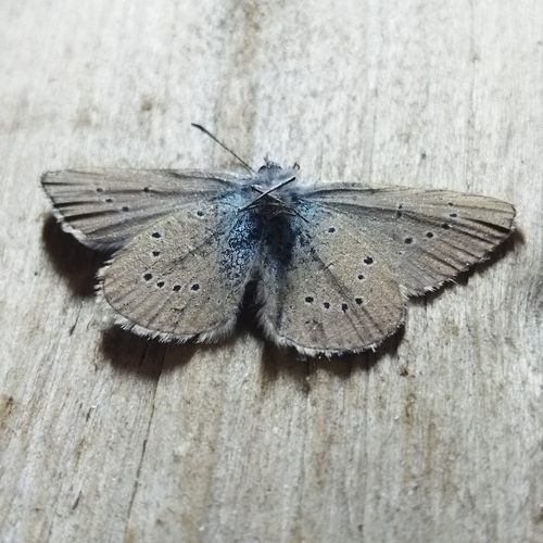 Mazarine Blue photo 5