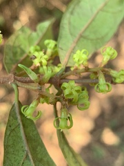 Oncinotis tenuiloba