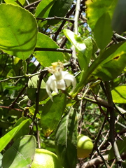 Citrus × latifolia