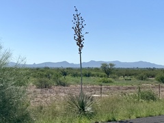 Yucca elata