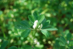 Trigonella foenum-graecum