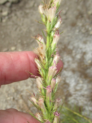 Liatris glandulosa