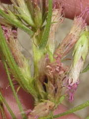 Liatris glandulosa