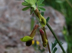 Vicia melanops