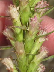 Liatris glandulosa