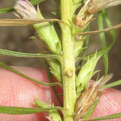 Liatris glandulosa