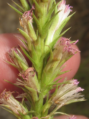 Liatris glandulosa