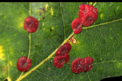 Neuroterus quercusbaccarum