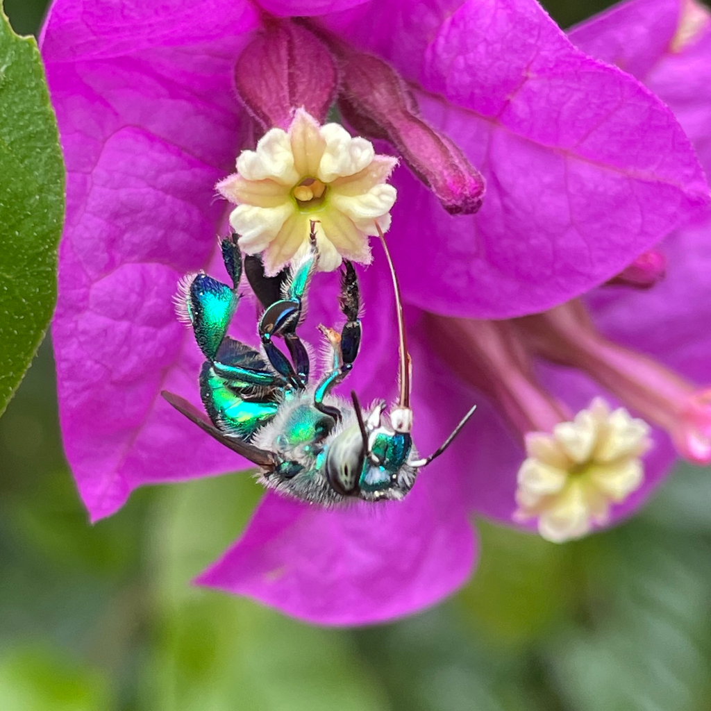 Euglossa annectans