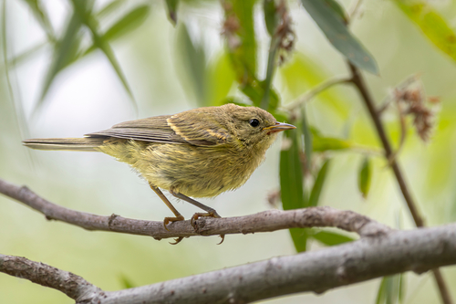 Orange-crowned Warbler, photo 8 of 8