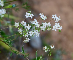 Pharnaceum lanatum