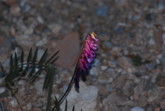 Vicia eriocarpa