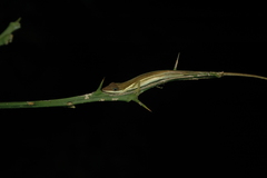 Anolis semilineatus