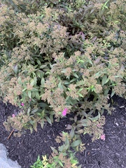 Spiraea