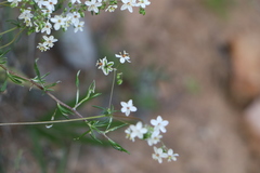 Pharnaceum lanatum
